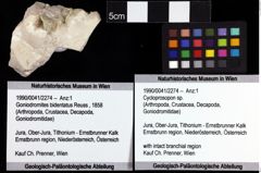 Foto (Objket + Etiketten) von Cycloprosopon sp. 